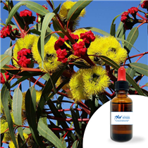 EUCALYPTUS
