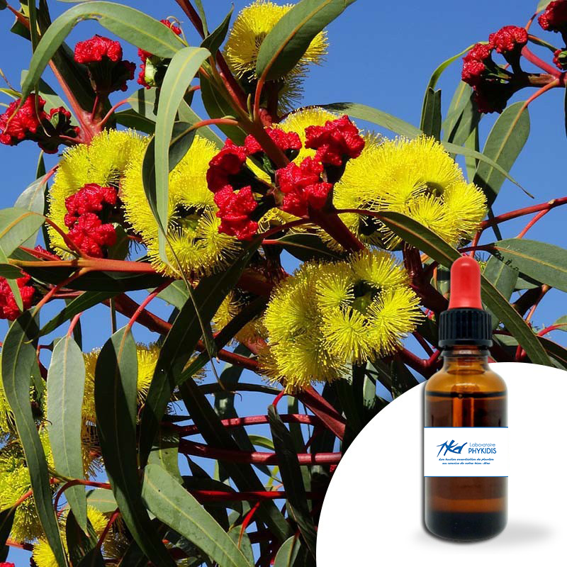 EUCALYPTUS