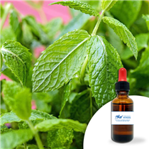 MENTHE