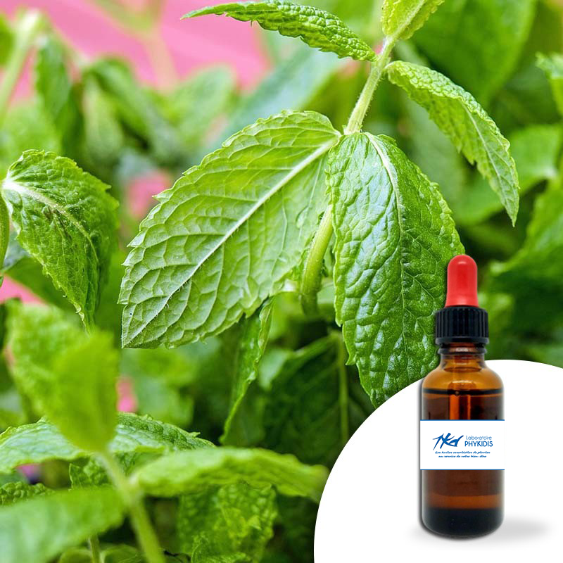 MENTHE