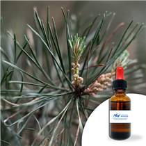 PIN SYLVESTRE