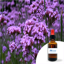 VERVEINE
