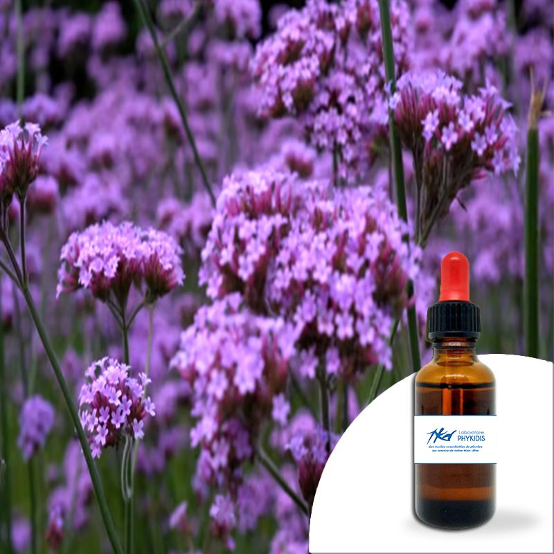 VERVEINE