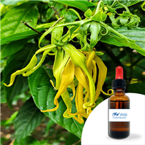 YLANG YLANG