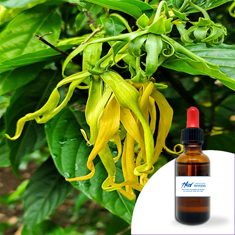 YLANG YLANG
